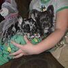 Akc Frenchbulldogs 