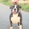 6 month old male American Bullys for sale