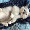 Purebred mitted blue point male ragdoll kitten