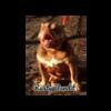 American Bully for stud