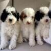 Miniature Poodle puppies 