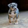 American Bully Puppies Transport Available