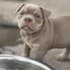 American Pocket Bully