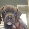 AMERICAN BULLY BORN 6/22/25.. LAST ONE!