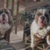 TANK & NACHO - BLUE RIBBON OEB''S  