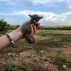 Baby Bushbaby - Hand Raised