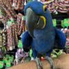 Hyacinth Macaw very sweet and tame