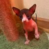 Sphynx Kittens