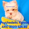 Yorkies AKC & APRI in all colors starting at $900