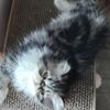 *MUST GO PRICE *Tabby and White Bicolor Female CFA Registered 