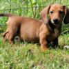 Red Miniature Dachshund Puppy