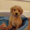 Cavapoo 11 week old Female Available