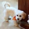 Maltipoo Male "longing for forever home"