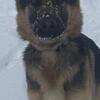 1 year old male German Shepherd