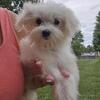 Ckc Maltese female puppy