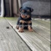 Yorkie puppy, extra small