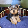 AKC Teacup Yorkie Puppy Girl (Iris)