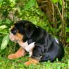 English Bulldog Female