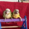 7 week old pineapple and yellow sided conures (VERY LOVING BABIES)