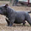 Micro male bully pups (amazing ped) UKC papers in hand