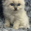 Ragdoll kittens available. Raised with kids. Health guarantee