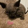 Sphynx Kittens: 8 weeks old. Ready for homes! $1200