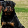 Outstanding Rottweiler Male