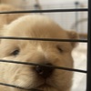 Chow chows puppies ( cream )