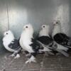 Sattinets fancy pigeons