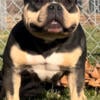 American Bully Female Black tri (Myestro grand daughter)