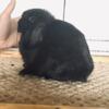 Holland Lops Pedigreed Show or Pet