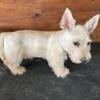 REDUCED CKC SCOTTISH TERRIER PUPPIES