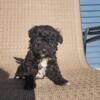 Toy poodle puppies looking for forever home