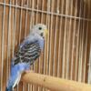 Parakeet bird for sale