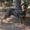 Female Purebred Rotti 1.5yr old