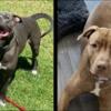 Bluenose Pit Bull Puppies For Sale