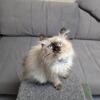 Russian Seberian kitten