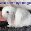 Purebred holland lops 