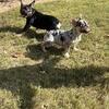 Frenchie twin girls