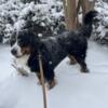 Bernese Mountain Dog Stud