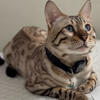 Male Sealed Snow Mink Bengal