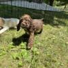 Cocker Spaniel puppies