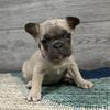 Honey Blue Fawn Female French bulldog- BlueGrass Frenchie