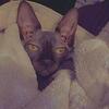 ISO adult female sphynx