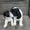 Cocker Spaniel puppies