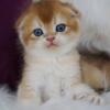 NEW Elite Scottish fold kitten from Europe with excellent pedigree, male. Oliver