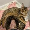 Bengal kittens for sale