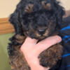 Sweetest Boy Mini Aussiedoodle