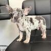 Isabella French bulldog puppys
