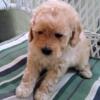 Pure Bred TOY Miniature APRICOT Poodle Puppies 3 LEFT READY TO GO NOW close to Michigan USA